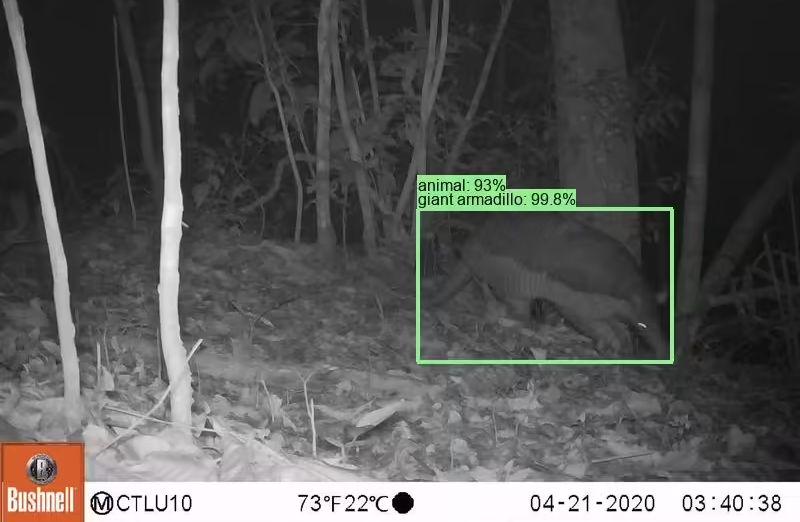 谷歌开源物种识别 AI 模型 SpeciesNet，助力野生动物研究 - 兰州联臻能源网